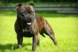 Staffordshire Bull Terrier : caractère, santé, origines et éducation
