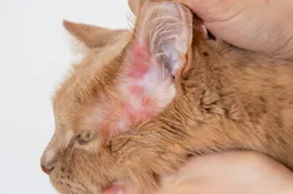 eczéma du chat à l'oreille