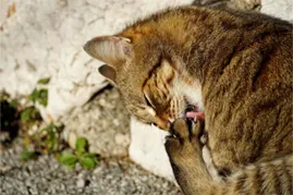 eczéma du chat à la patte