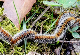 chenilles processionnaires du pin