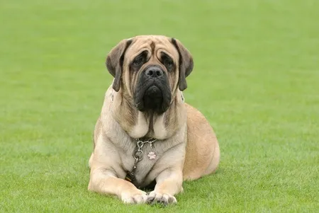 Le Mastiff est-il une race de chien pour vous ?
