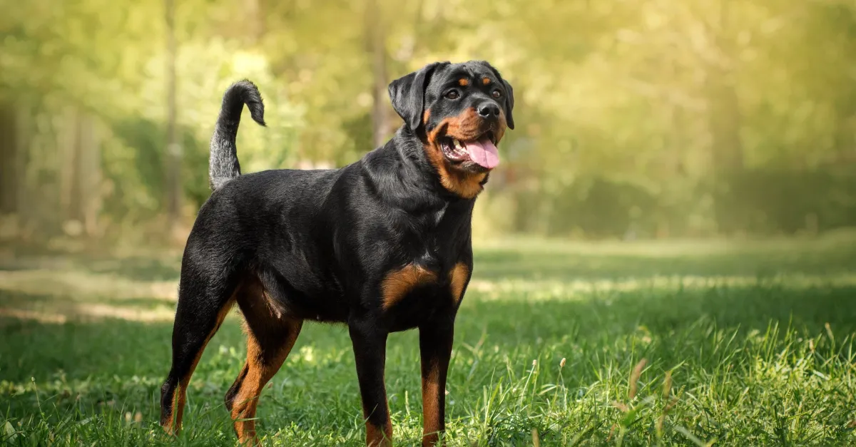 Rottweiler : caractère, santé, alimentation, prix et entretien