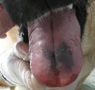 nécrose de la langue d'un chien piqué par une chenille processionnaire