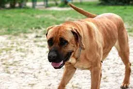 Tosa, chien « dangereux » : qu'a-t-il fait pour mériter ça ? - Chien de Catégorie