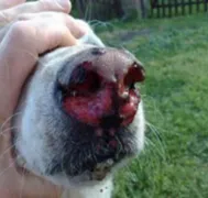 truffe de chien infectée par une piqure de chenille processionnaire